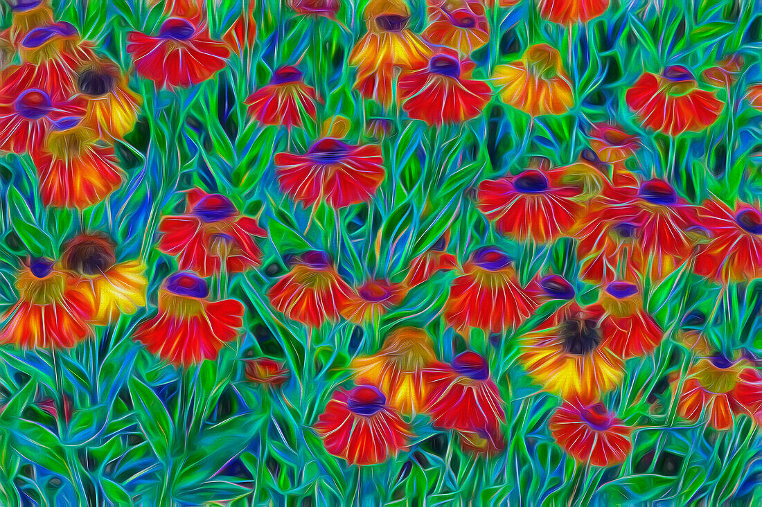 USA, Oregon, Coos Bay. Abstract of Helenium flowers in garden