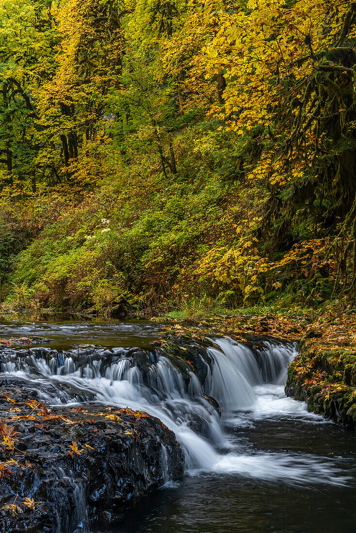 USA, Oregon, Silver Falls State Park. Waterfalls and forest in autumn.