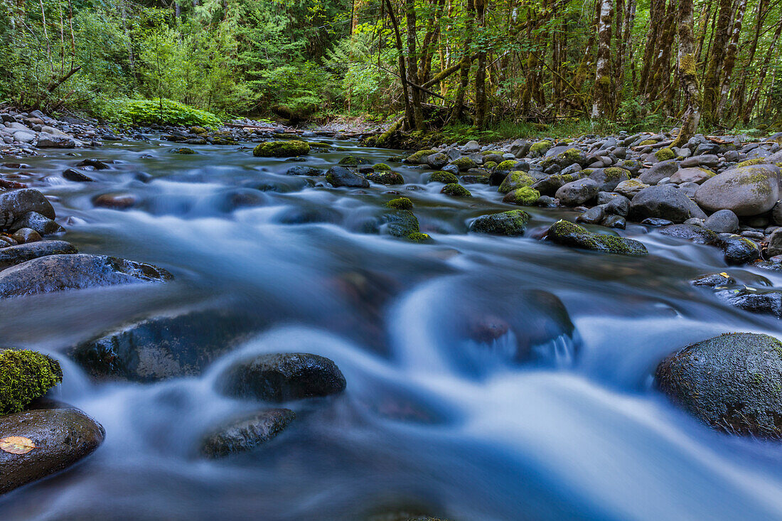 Kaskade im South Fork des McKenzie River im Willamette National Forest, Oregon, USA (Großes Format verfügbar)