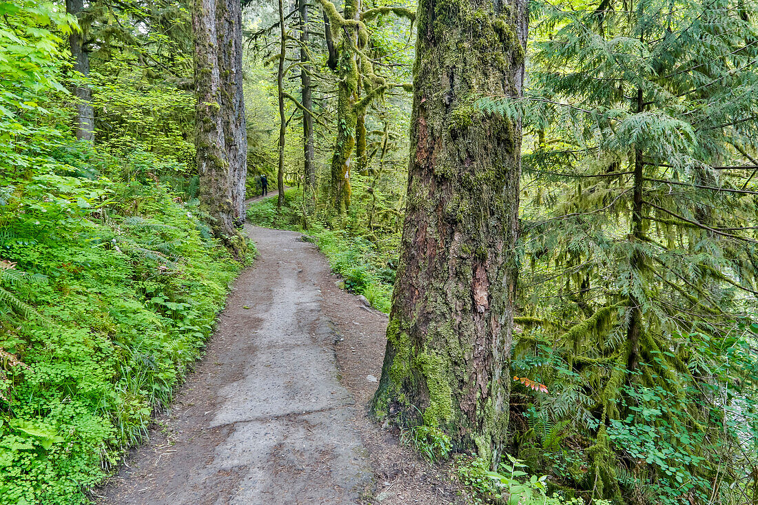 Pfad zu den Elwha Falls, Columbia River Gorge National Scenic Area, Oregon