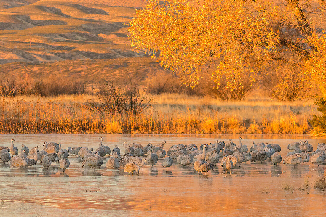 USA, New Mexico, Bosque del Apache National Wildlife Refuge. Sandhill cranes in water at sunrise
