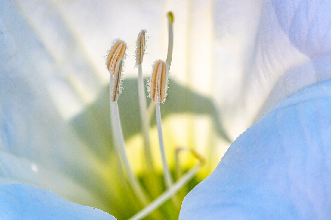 USA, Neu-Mexiko. Stechapfelblüte in Nahaufnahme.