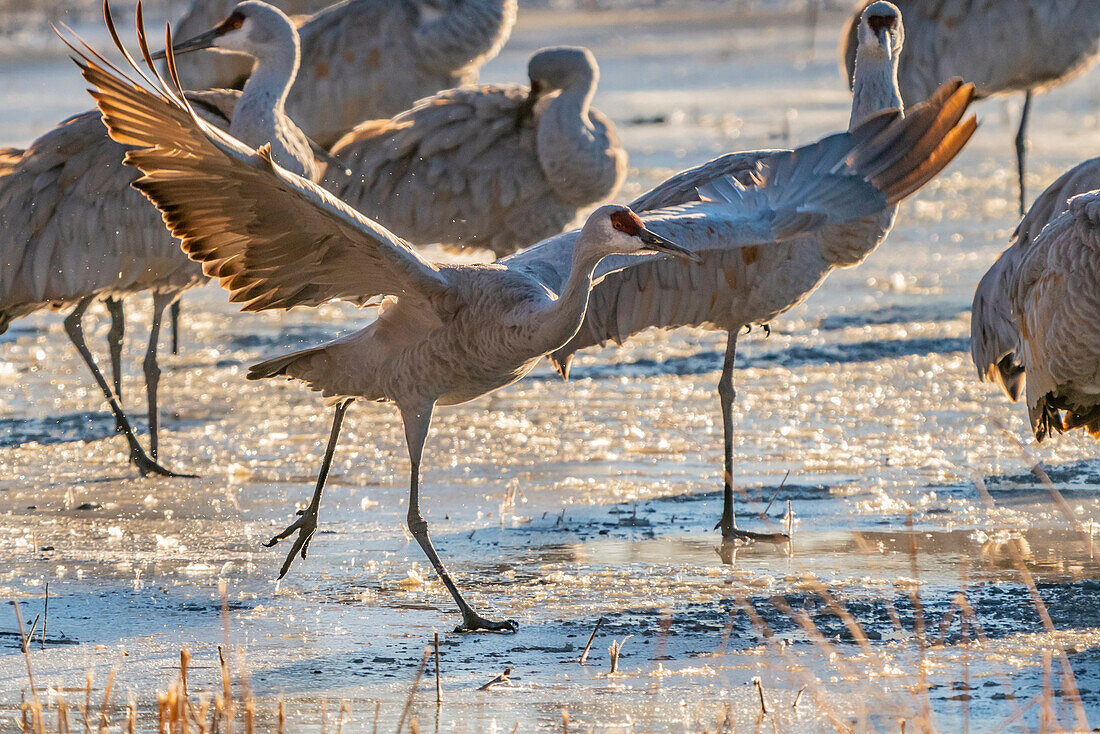 USA, New Mexico, Bernardo Wildlife Management Area. Sandhügelkraniche in der Morgendämmerung auf einem teilweise zugefrorenen Teich.