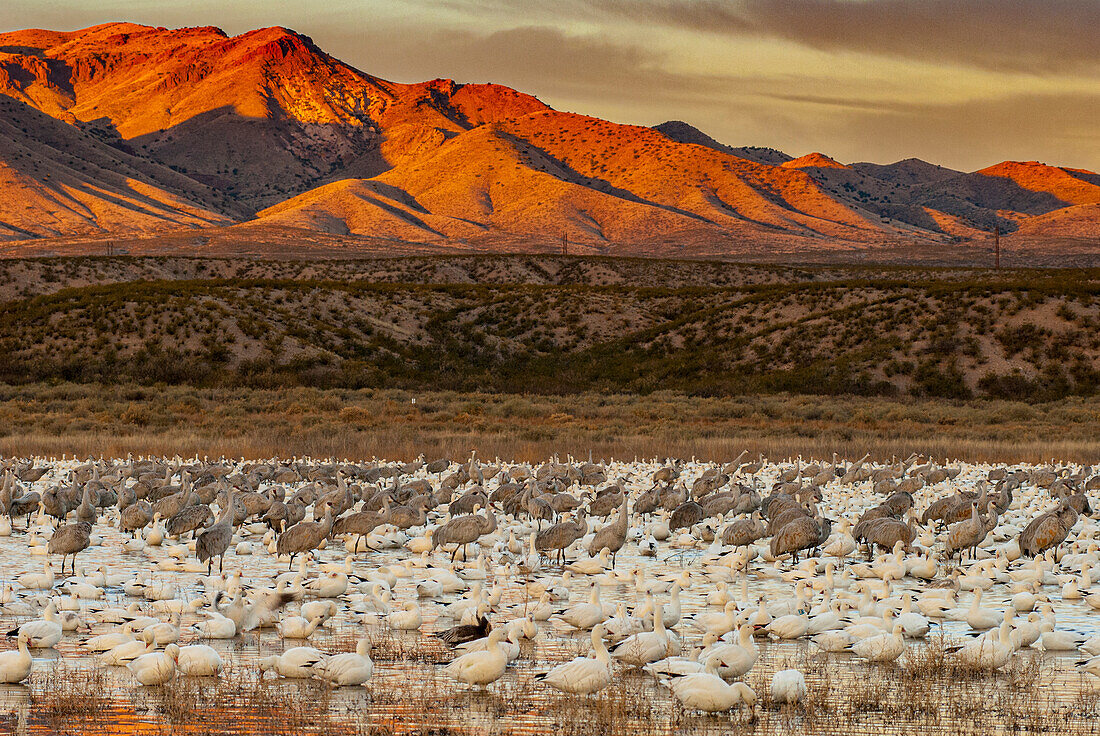 Sandhügelkraniche und Schneegänse waten im Bosque Del Apache National Wildlife Reserve, New Mexico, USA.