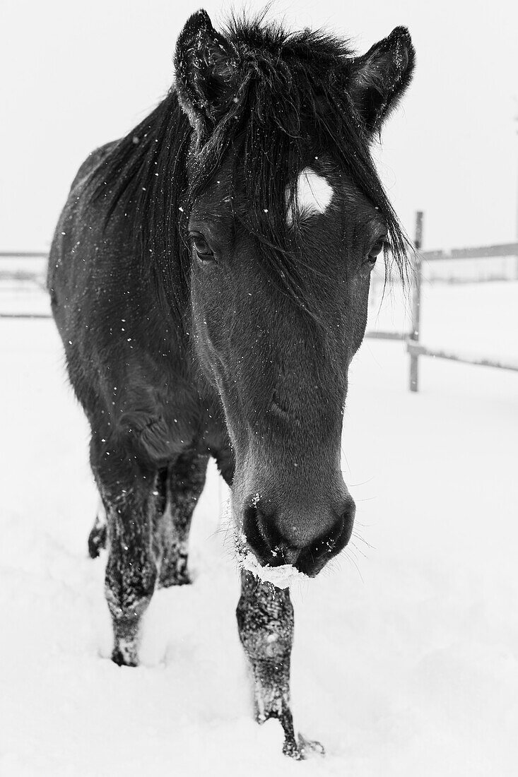 Dakotas erster Winter, Edgewood, New Mexico