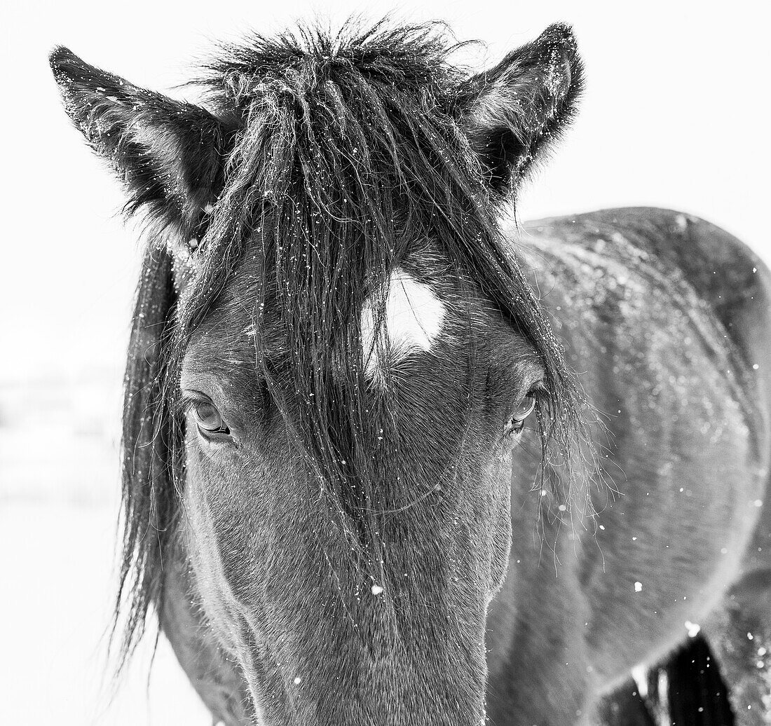 Stehendes Pferd bei verschneitem Wetter, Edgewood, New Mexico
