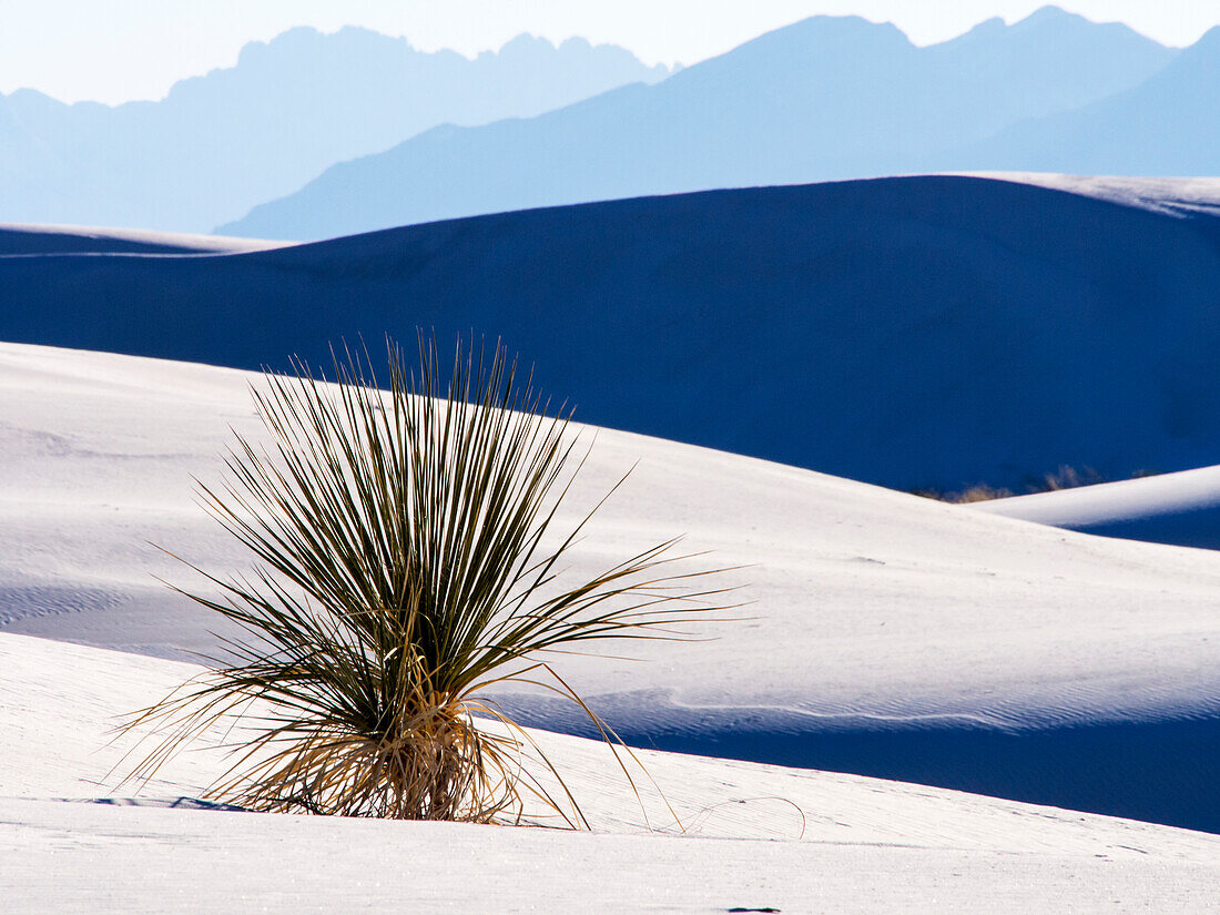 USA, New Mexico, White Sands National Monument, Sand Dune Patterns and Yucca Plants