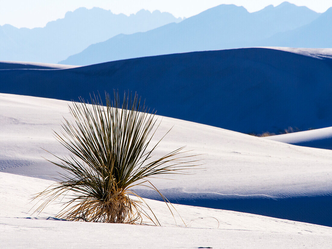 USA, New Mexiko, White Sands National Monument, Sanddünenmuster und Yucca-Pflanzen