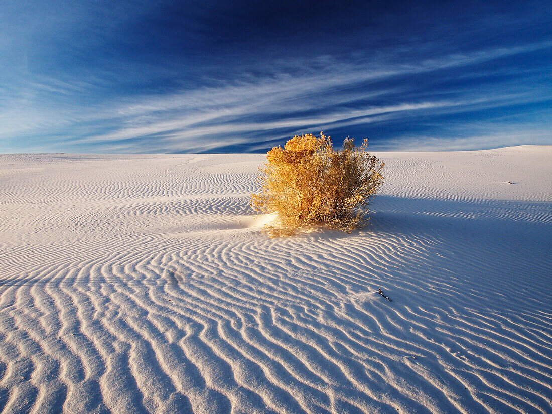 USA, New Mexico, White Sands National Monument, Sand Dune Patterns and Yucca Plants