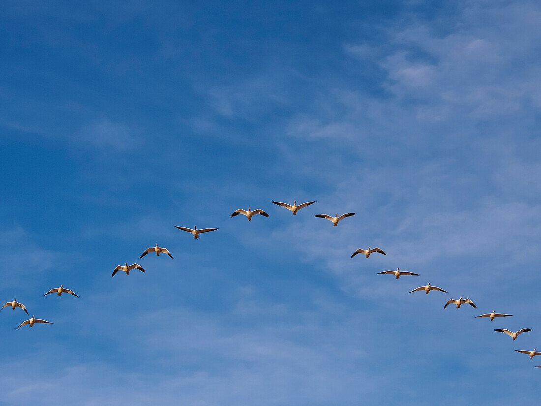 USA, New Mexico, Bosque del Apache National Wildlife Refuge, Snow Geese Flying in a V Pattern