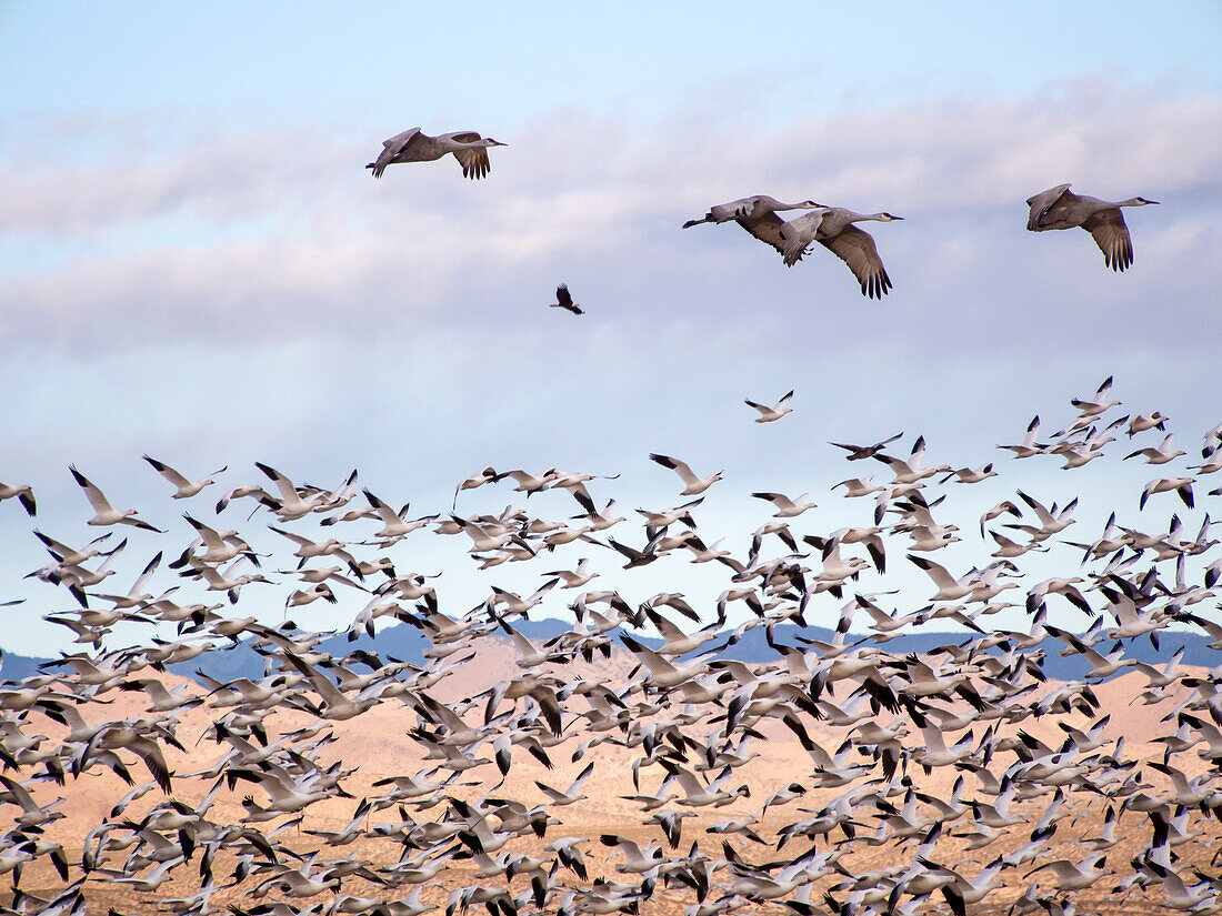 USA, New Mexico, Bosque del Apache National Wildlife Refuge, Snow Geese following sand Hill Cranesflying