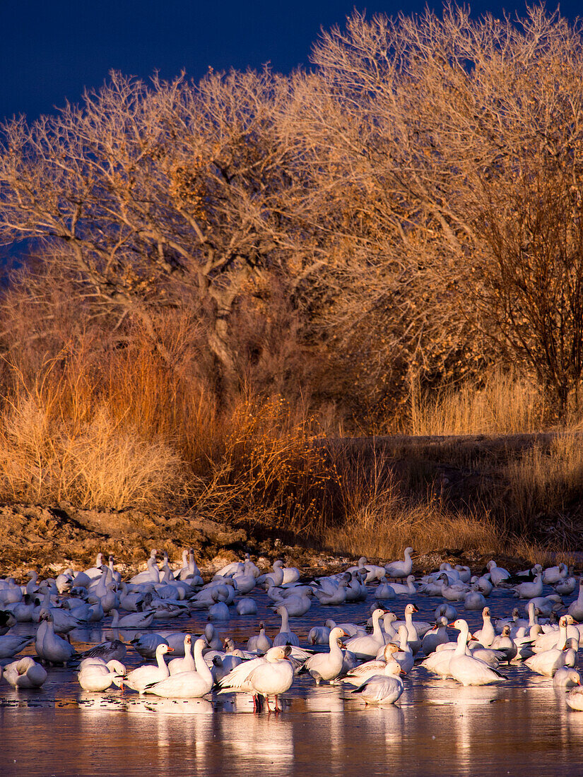 USA, New Mexico, Bosque del Apache National Wildlife Refuge, Schneegänse in der Morgendämmerung