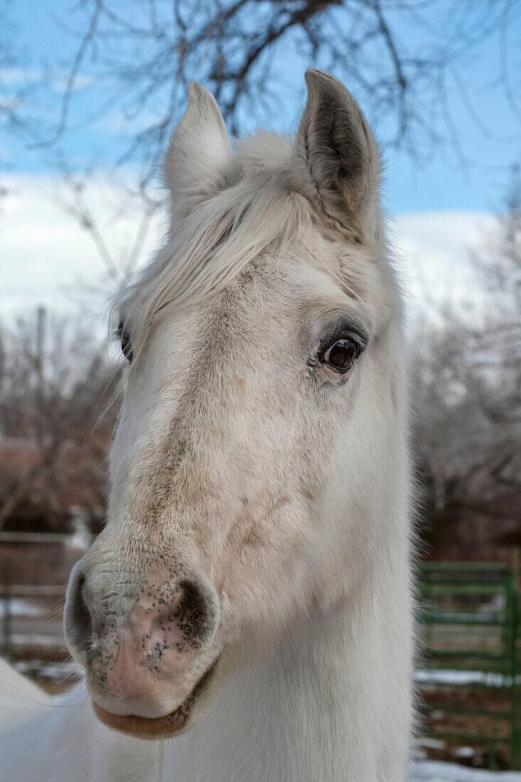 Portrait of a White Horse