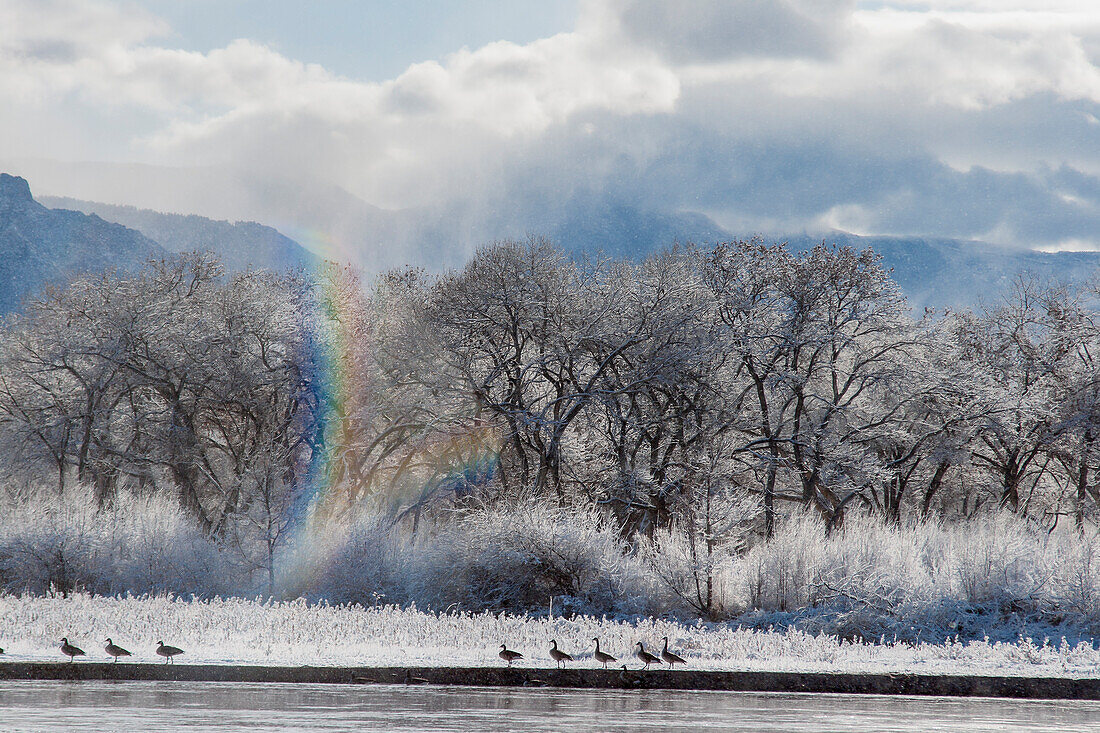 Canadian Geese, Rio Grande River, New Mexico