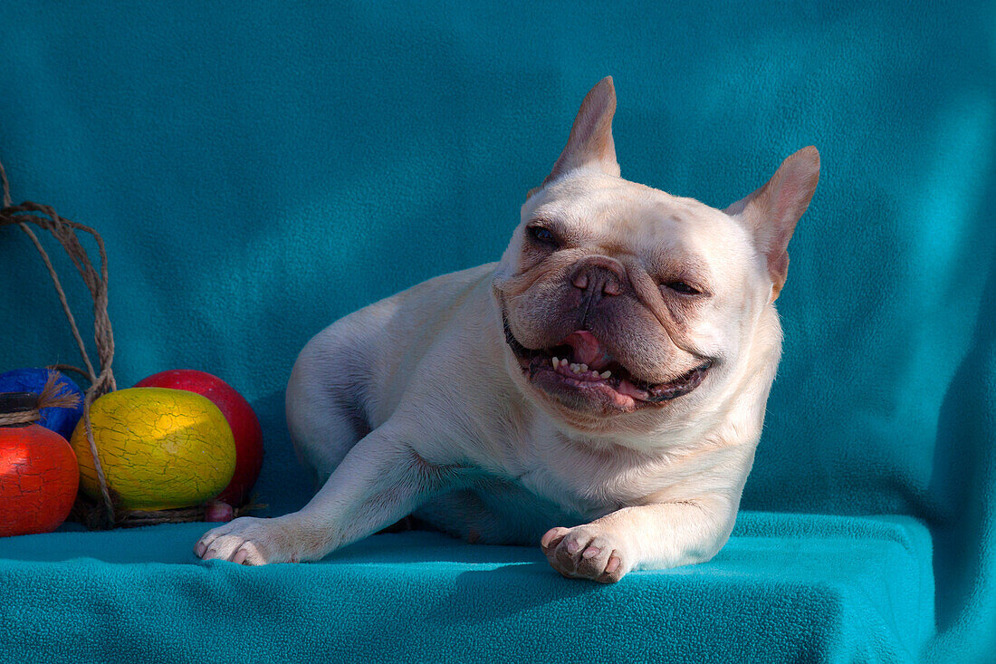 Französische Bulldogge auf blauem Stoff (MR)