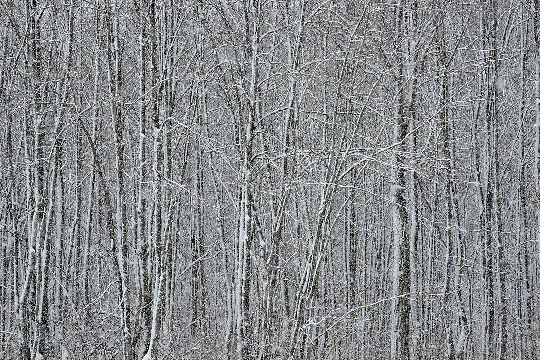 USA, Bundesstaat New York. Winterbäume während eines Schneefalls.