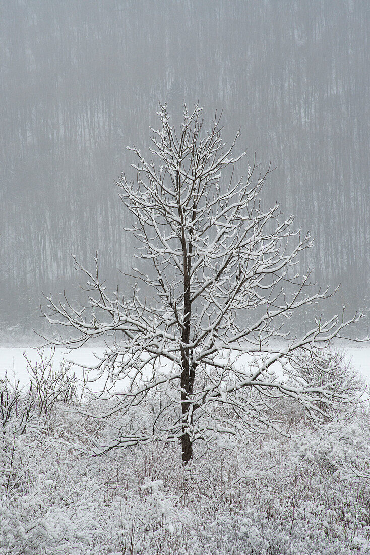 USA, Bundesstaat New York. Einzelner Winterbaum.