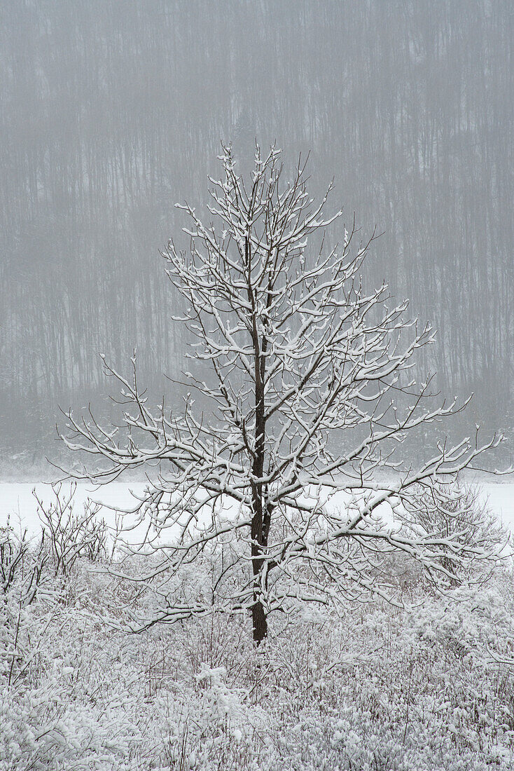 USA, New York State. Lone winter tree.