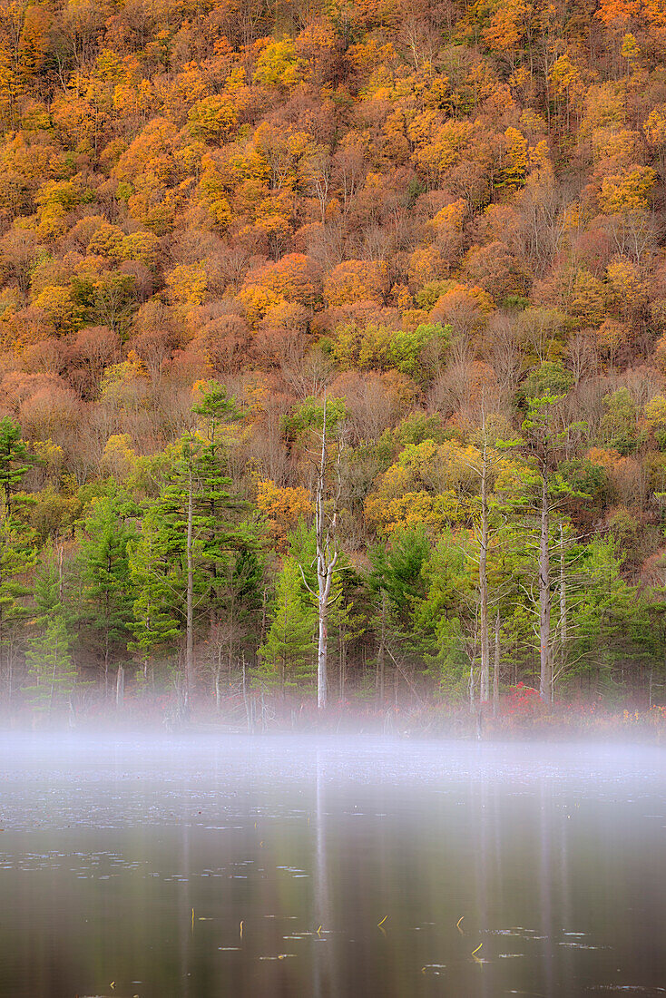 USA, New York State. Autumn foliage and mist on Labrador Pond.