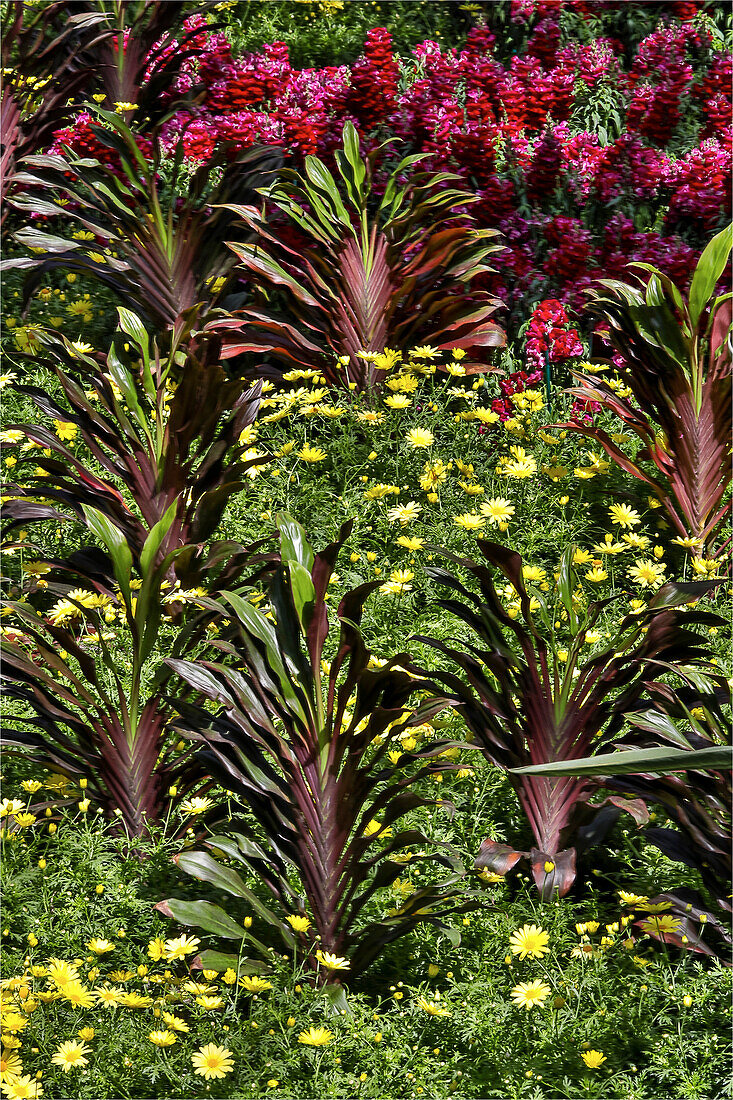 Bepflanzung mit gelben Gänseblümchen und Ingwer im Wintergarten von Longwood Gardens, Pennsylvania