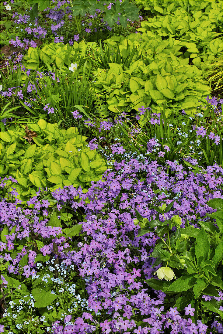 Spring colors Chanticleer Garden, Wayne, Pennsylvania