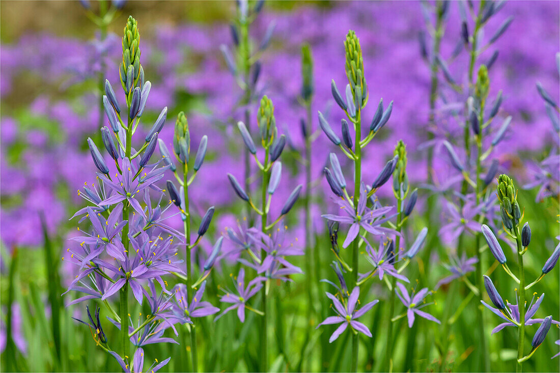 Camas along Bell's Run Creek, Chanticleer Garden, Wayne, Pennsylvania