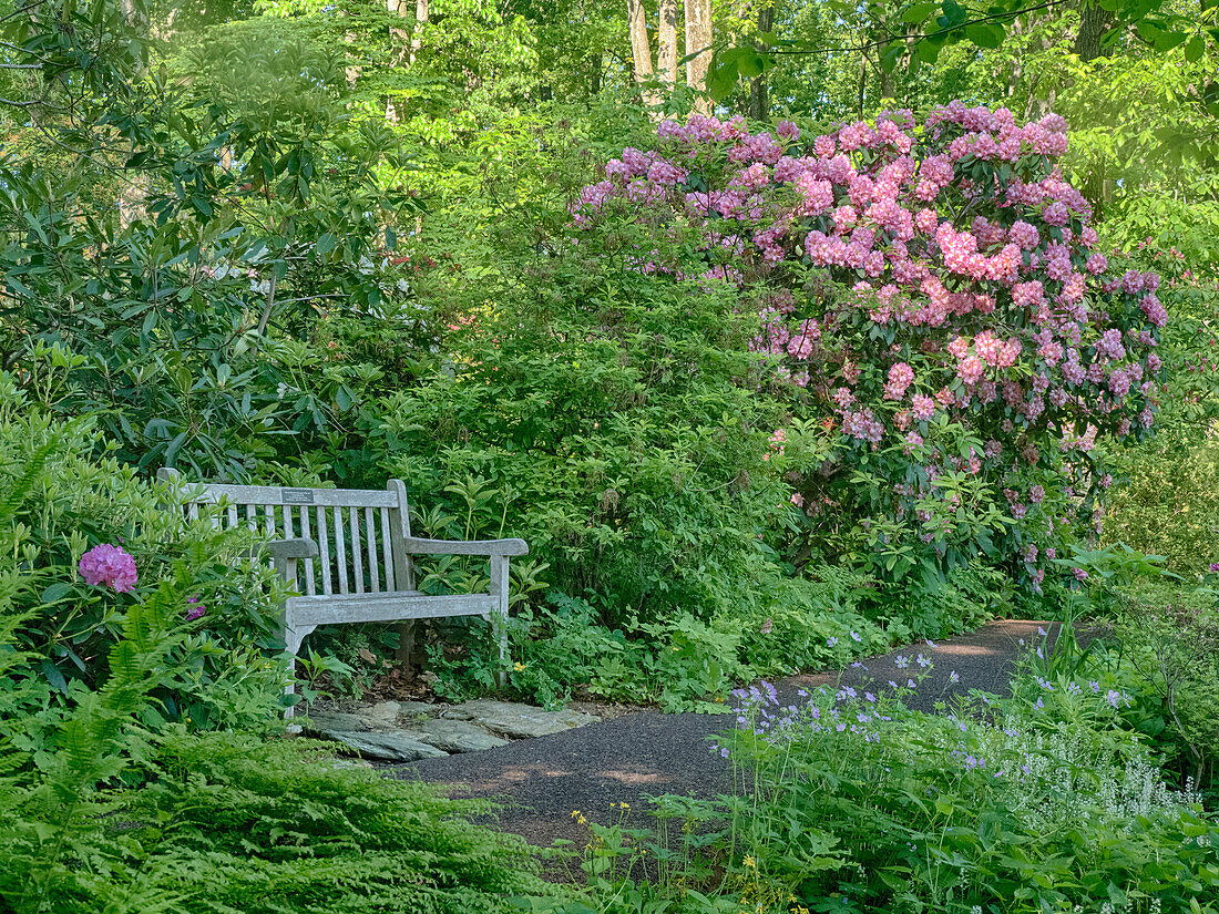 USA, Pennsylvania. Rhododendron und Bank in einer Parkanlage.