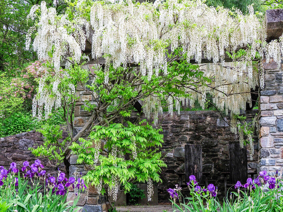 USA, Pennsylvania. White wisteria hanging over a patio in a garden with purple iris below.