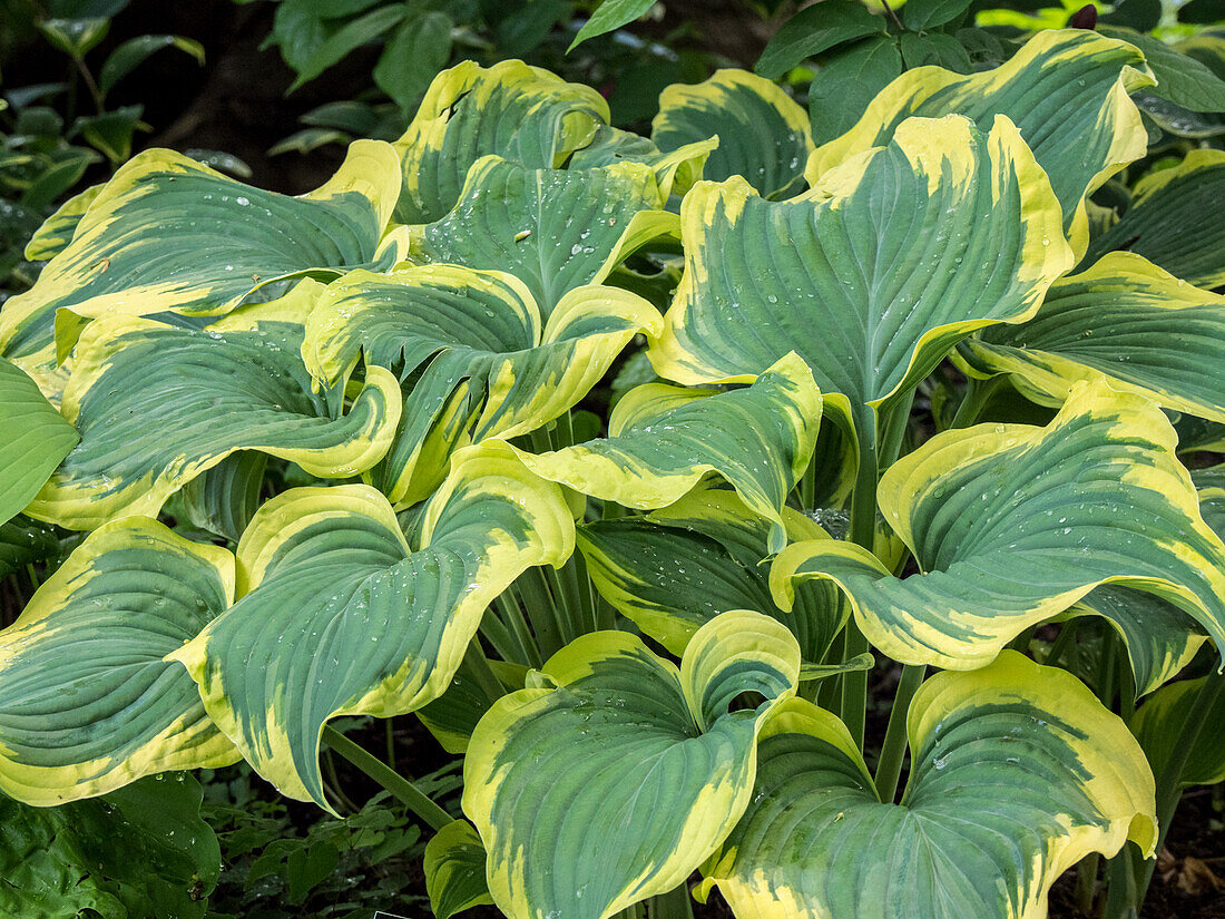 USA, Pennsylvania. Grün und gelb gefärbte Hosta.