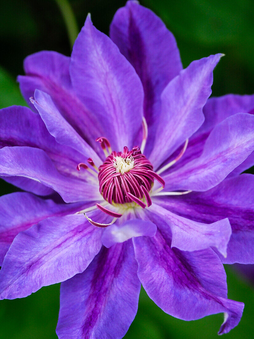 USA, Pennsylvania. Close-up of a clematis blossom.