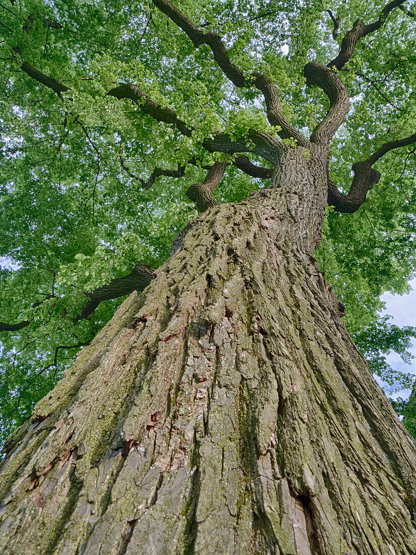 USA, Pennsylvania. Looking up at a very tall and old tree from below.