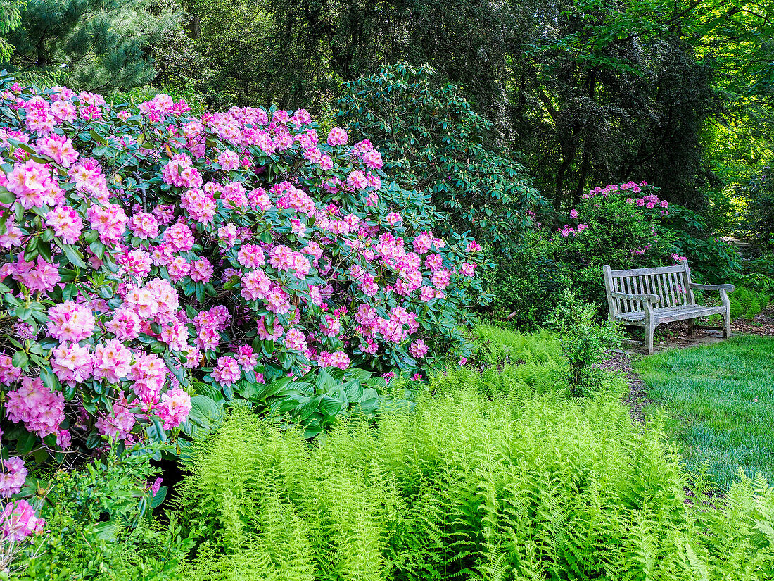 USA, Pennsylvania. Hydrangea shrub and park bench.