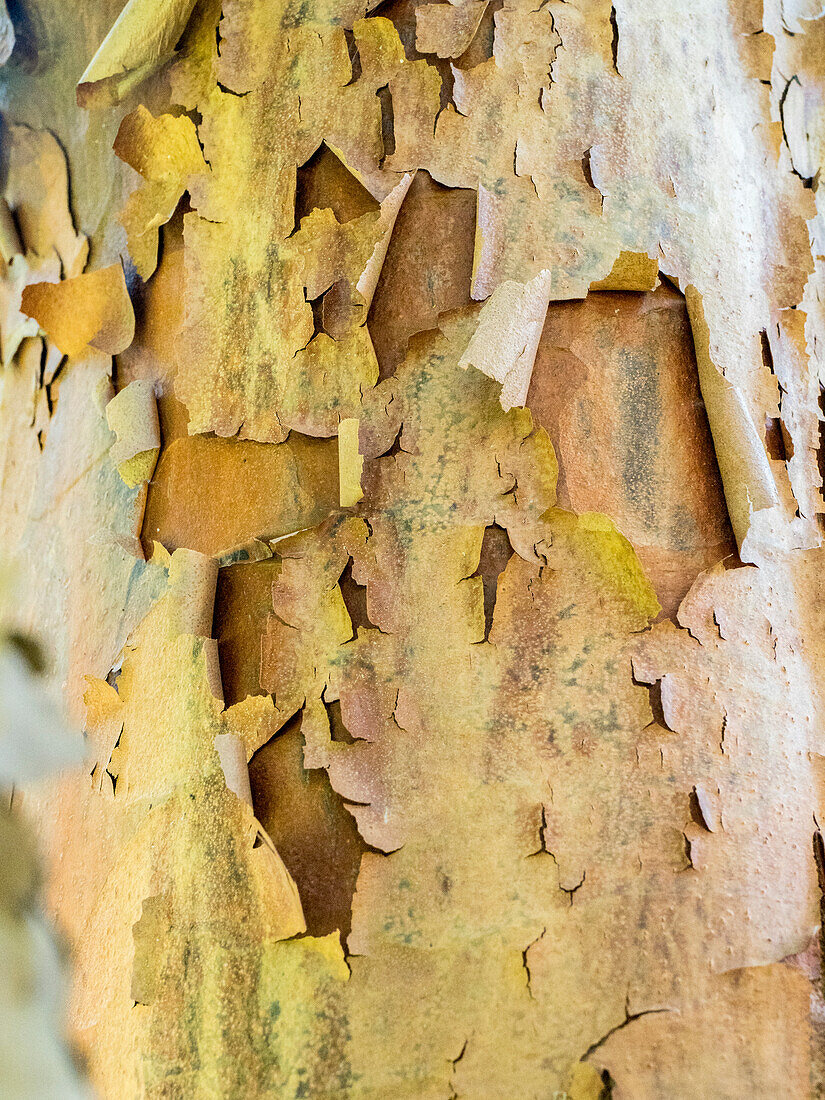 USA, Pennsylvania. Bunte Rinde an einem Baum in einem Garten.