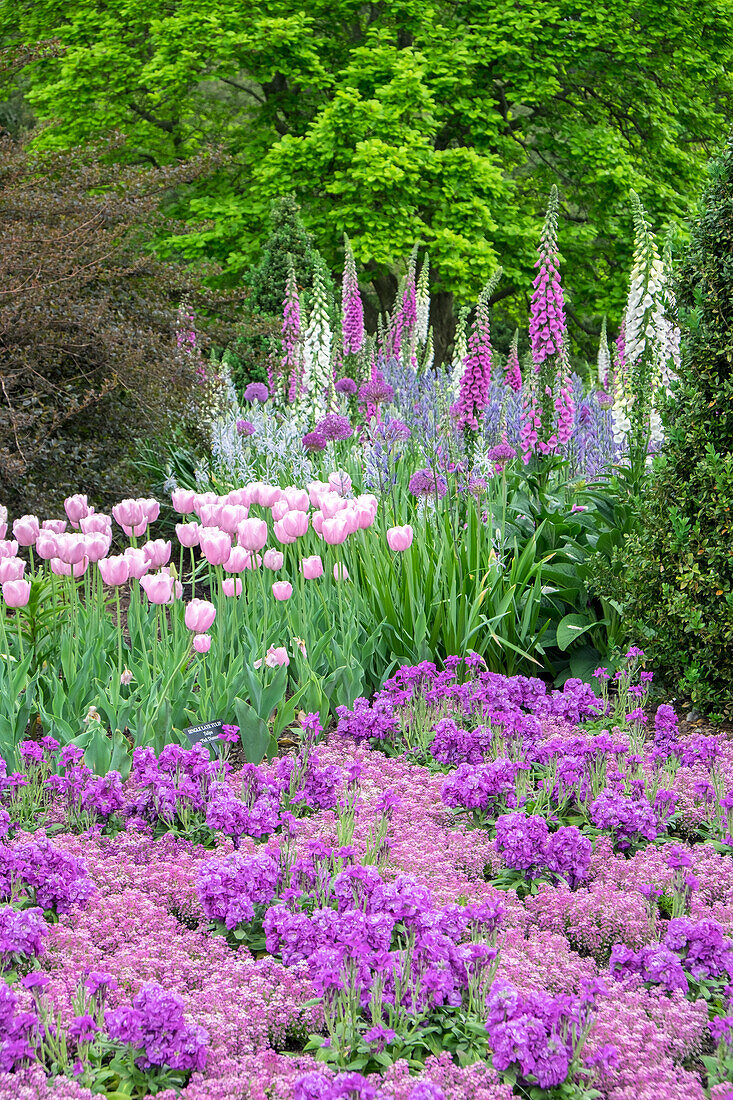 Longwood Gardens, Spring Flowers, Kennett Square, Pennsylvania, Usa