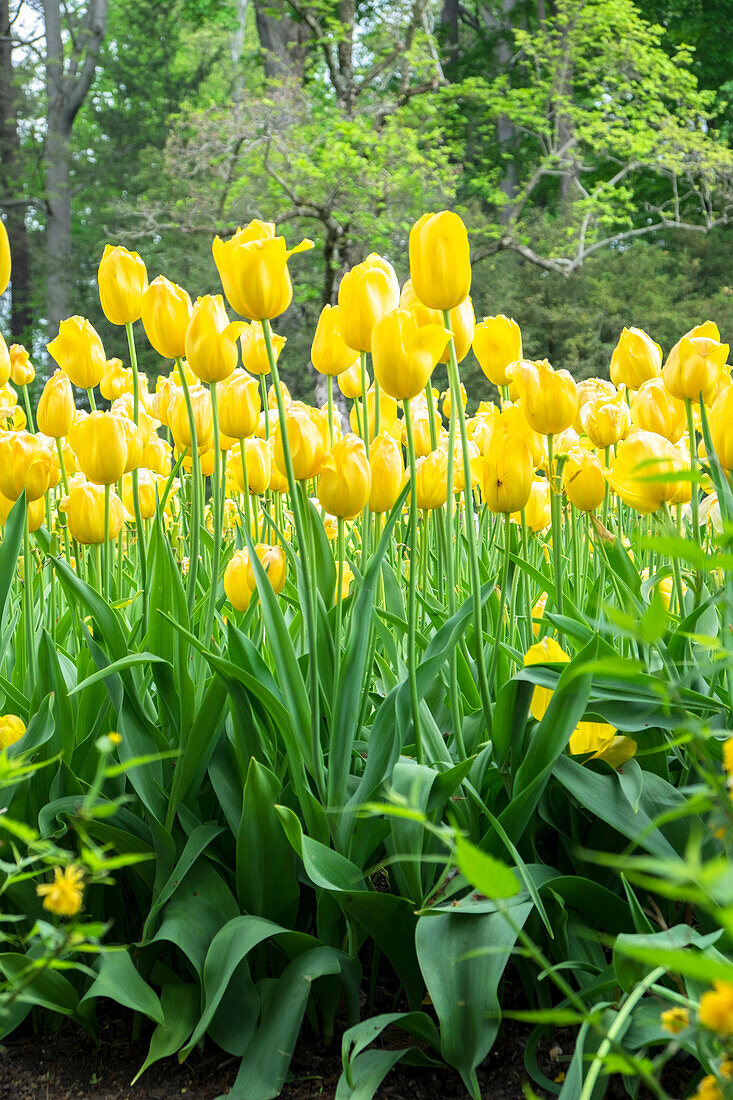Gelbe Tulpen, Kennett Square, Pennsylvania, USA