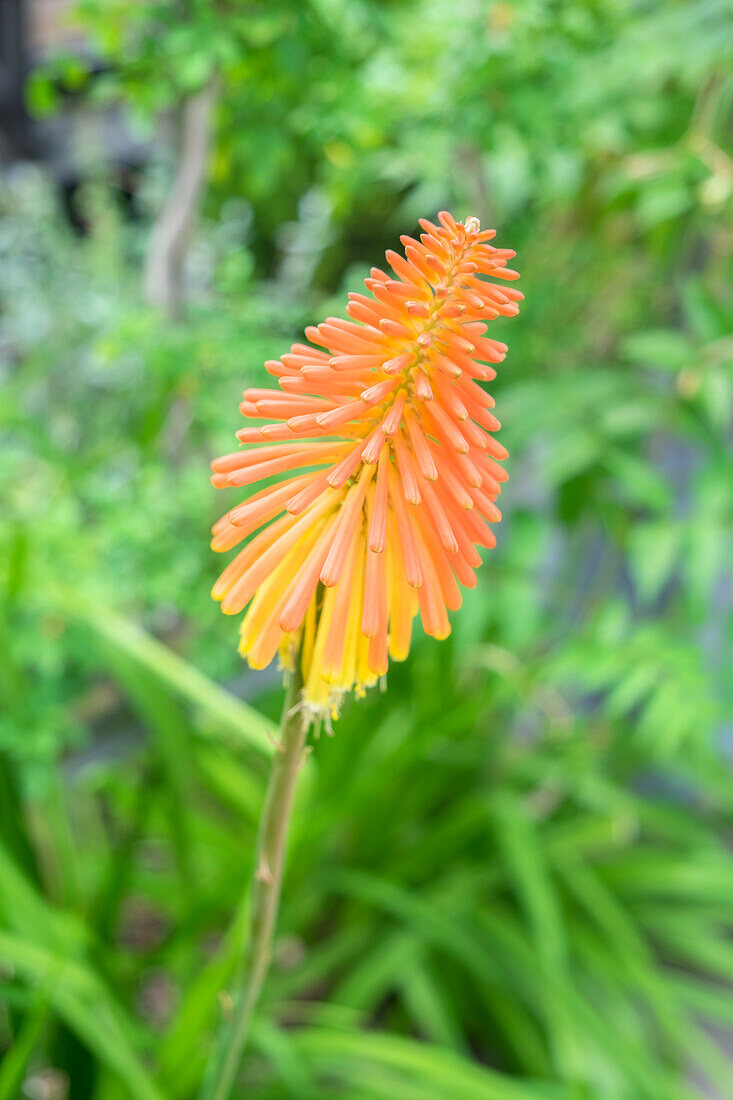 Red-Hot-Poker Plant, Usa