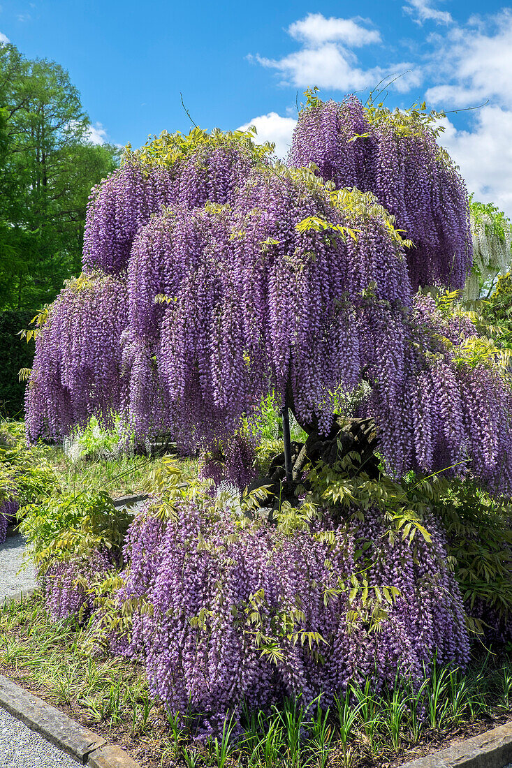 Japanese Wisteria, Longwood Gardens, Kennett Square, Pennsylvania, Usa