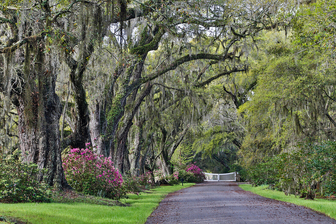 Oak lane Springtime azalea blooming Magnolia Plantation, Charleston, South Carolina.