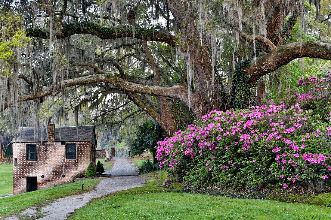 Oak Springtime azalea blooming Middleton Place Plantation, Charleston, South Carolina.