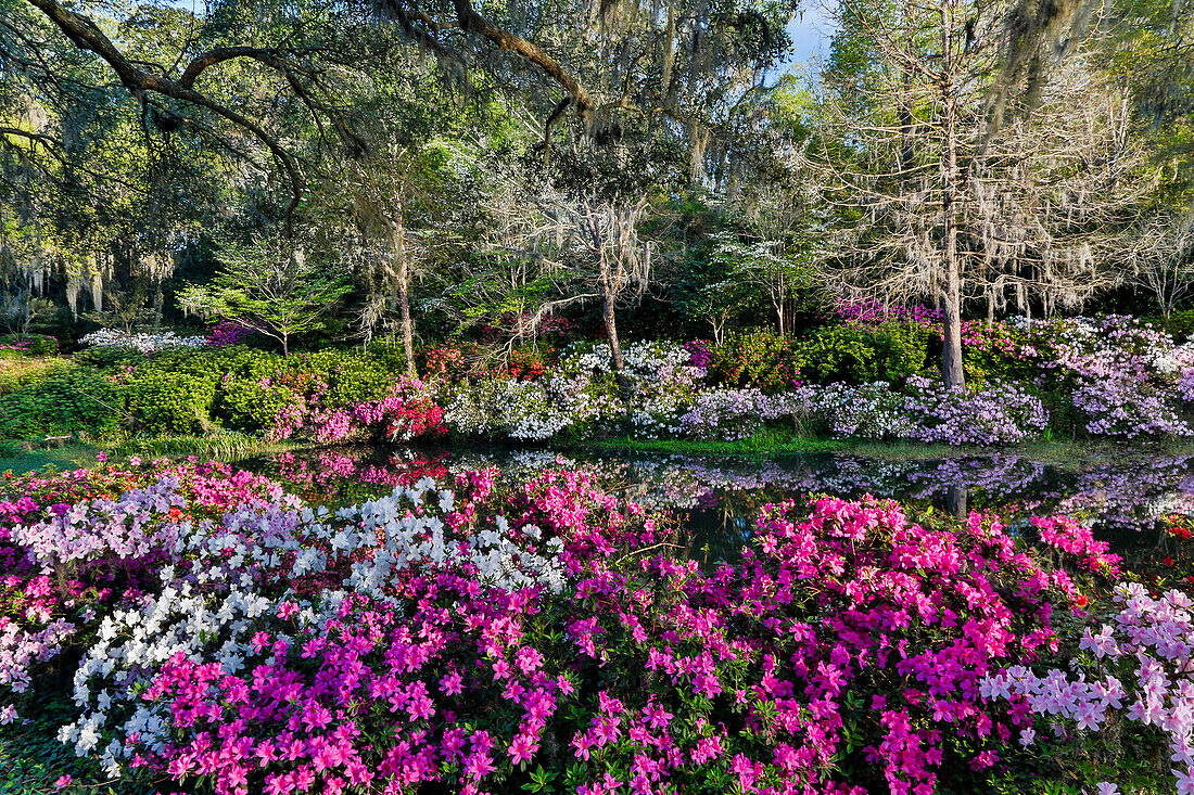 Azaleas in full bloom Middleton Place, Charleston, South Carolina