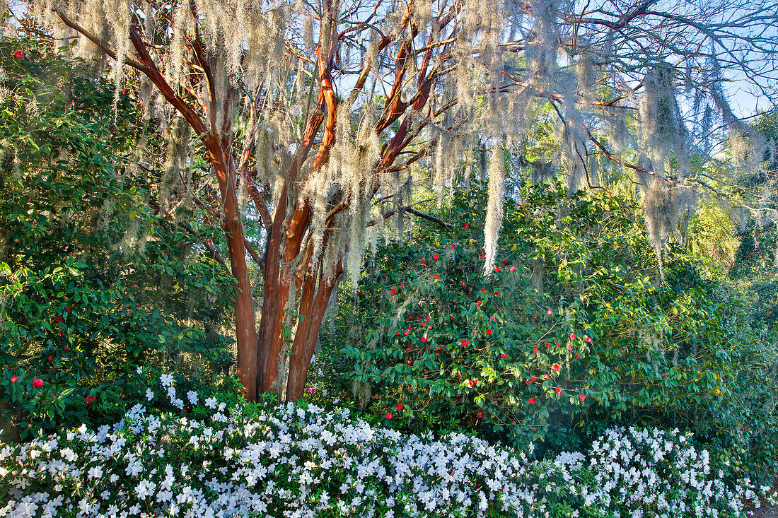 USA, North Carolina, Charleston. Middleton Place, tree with Azaleas