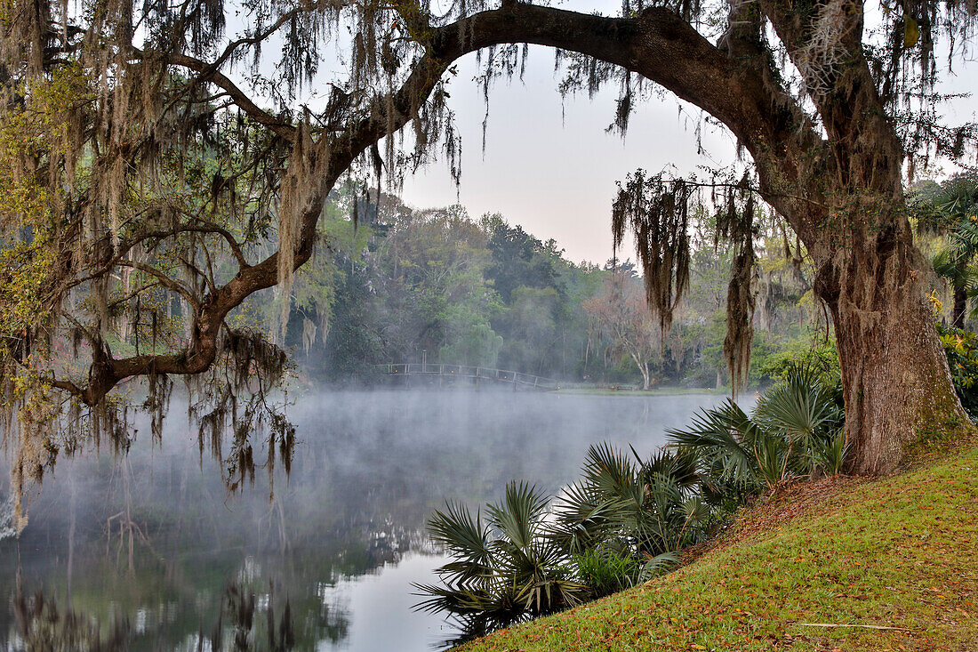 USA, North Carolina, Charleston. Middleton Place, early morning mist on the lake