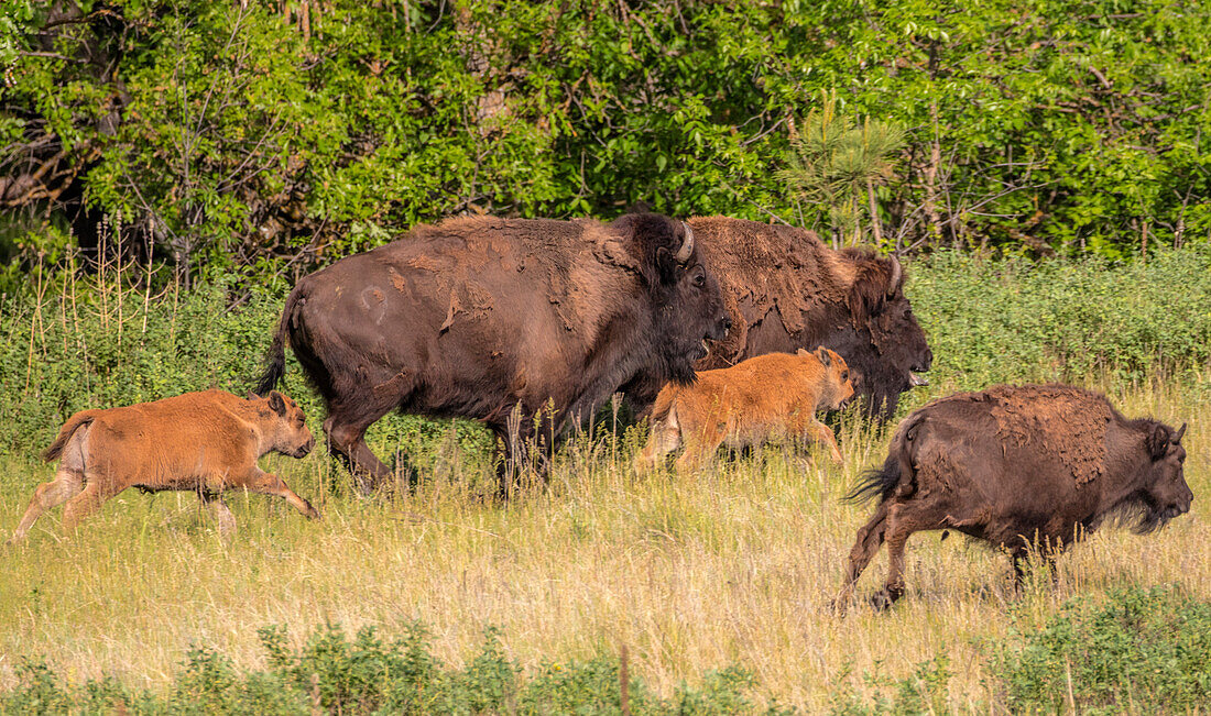 Bison herd with calves in Custer State Park, South Dakota, USA