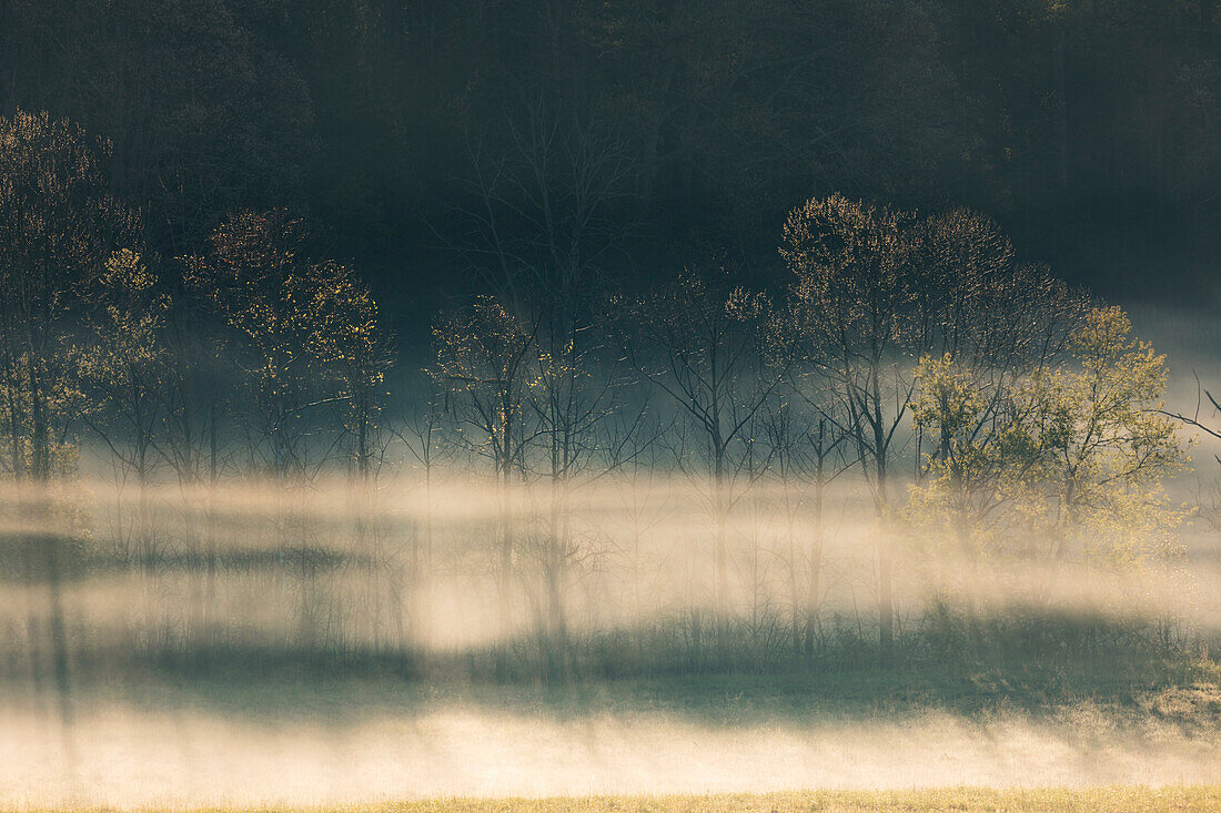 Neblige Wiese bei Sonnenaufgang, Cades Cove, Smoky Mountains National Park, Tennessee