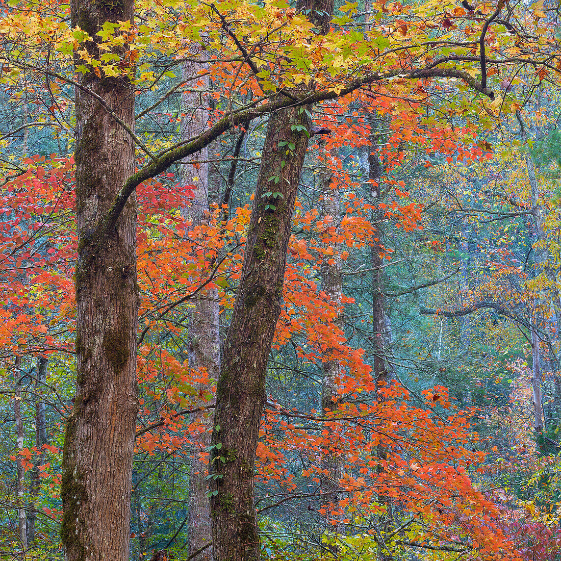 USA, Tennessee. Forest scenic in autumn