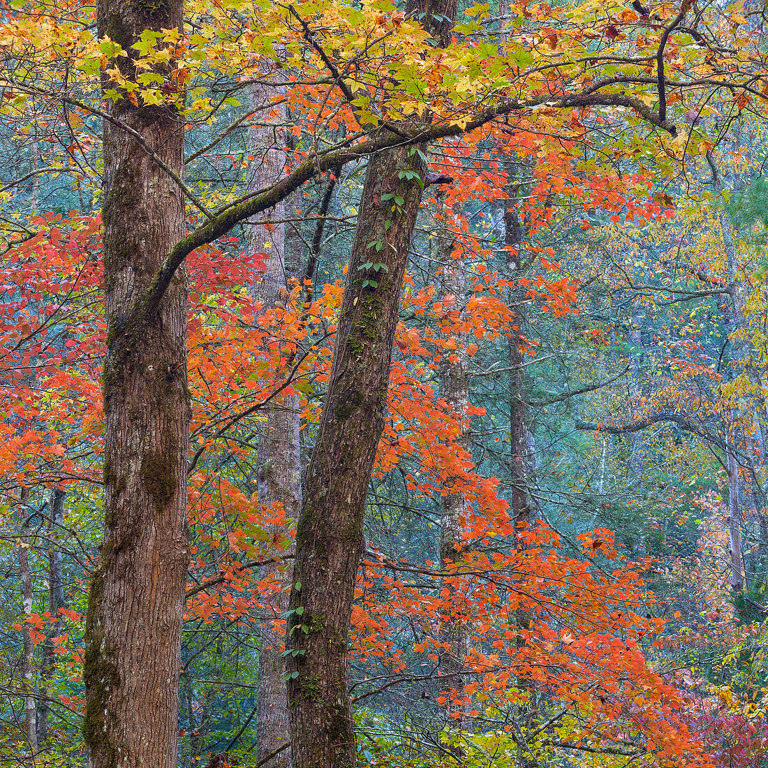 USA, Tennessee. Waldlandschaft im Herbst