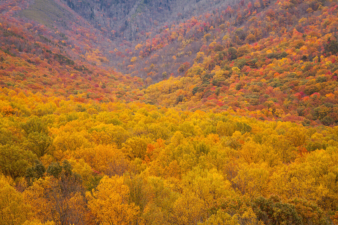 USA, Smoky Mountains National Park, Herbstlaub im Smoky Mountains National Park.