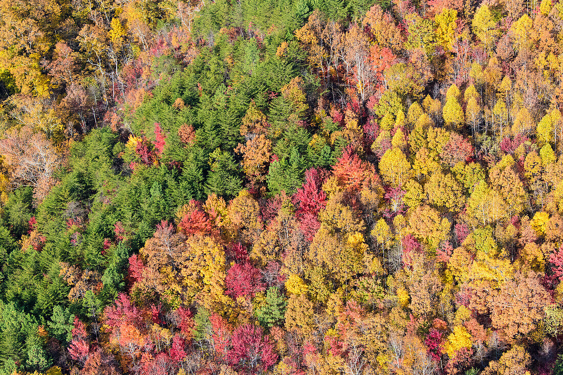 USA, Tennessee. Evergreens contrast to dramatic fall color