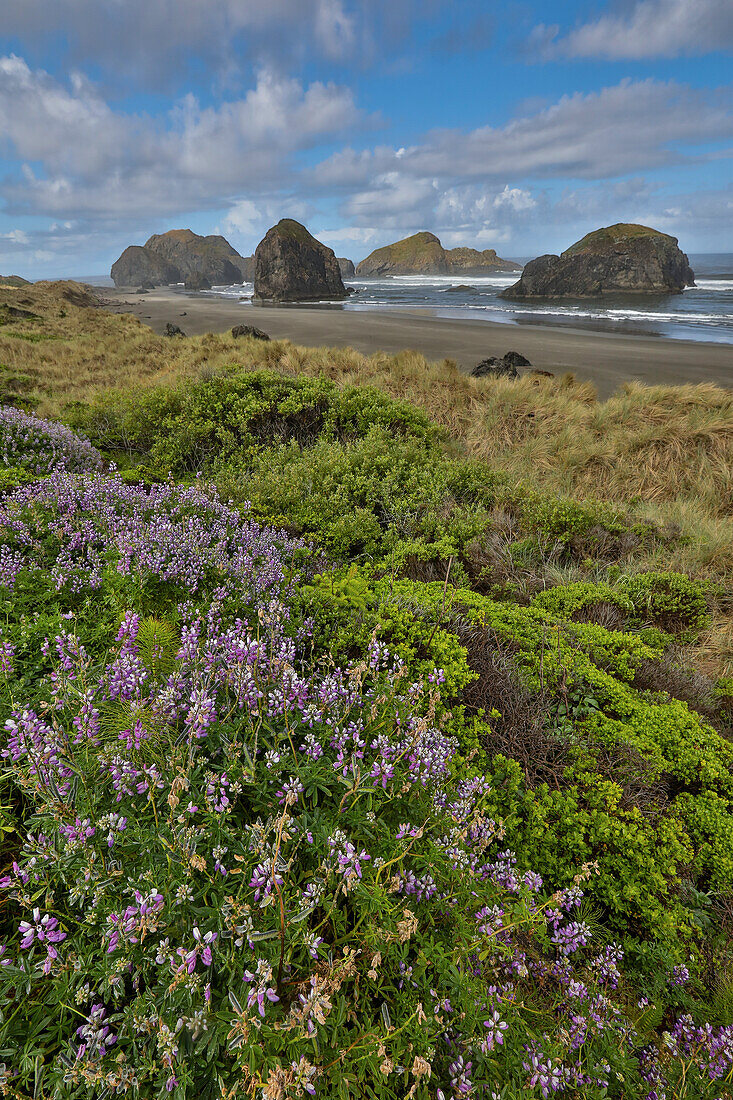 Lupine along southern Oregon coastline near Cape Sebastian State Scenic Corridor