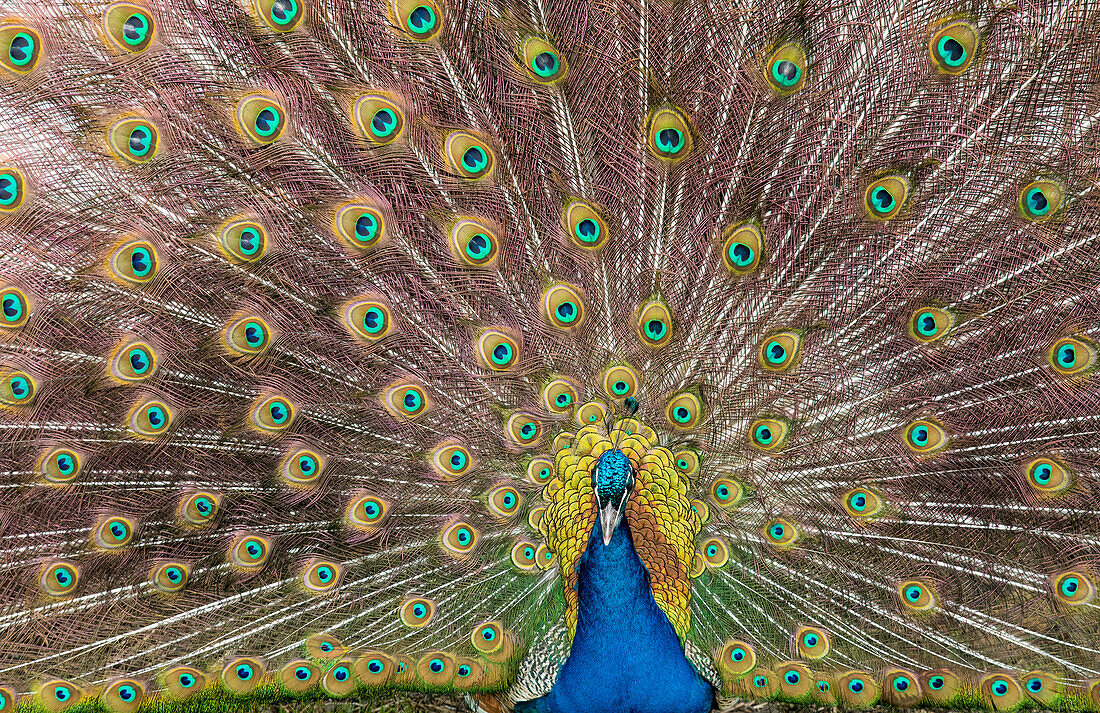 Männlicher Pfau fächert seine Schwanzfedern auf